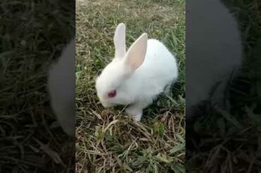 Cute rabbit baby videos #short  #viral  #viralshots