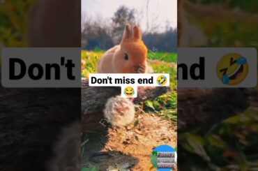 cute rabbit #shorts #YouTube shorts