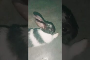 Cute baby bunny #shorts