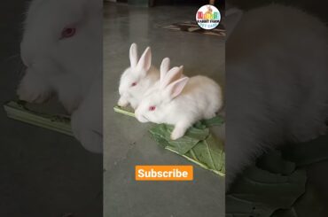 Cute Rabbit Bunnies #shorts #rabbitbunnylove #bunnies