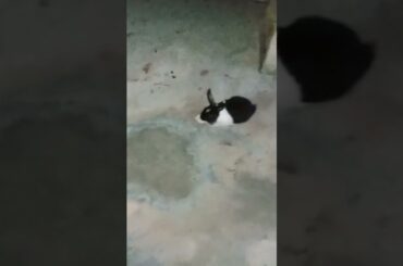 Cute baby bunny playing #shorts