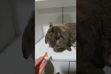 Cute bunny eating carrots!