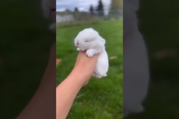 Cute Baby Rabbits Video #short #shorts #rabbit #bunny #animal #viral #viralvideo #pets #cute #baby