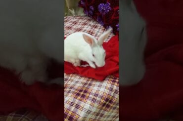 Cute animals video #shorts #animals #youtubeshorts #viral #viralvideo #fyp