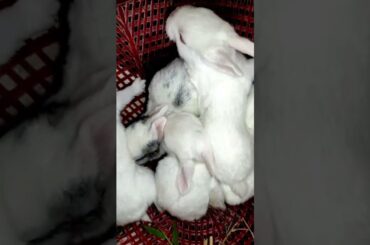 cute baby rabbit #shorts videos