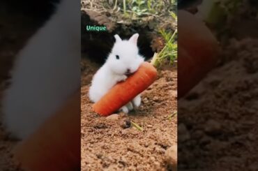 Cute rabbit with carrot #shorts #youtubeshorts