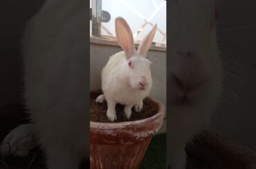 Cute animals video #shorts #animals #youtubeshorts #viral #viralvideo #fyp