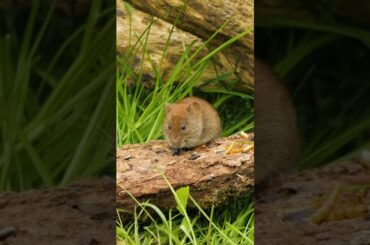 cute rabbit food