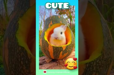 Cute Rabbit Having Fruit for Lunch #rabbit #babyrabbit #rabbitvideo #rabbitanimal