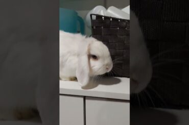 Sweet and cute bunny!!!!!!