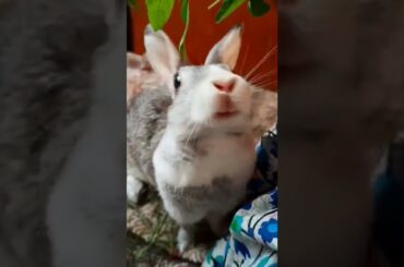 My bunny wants basil leaves badly||cute bunny rabbit||cute bunny shorts|| #shorts
