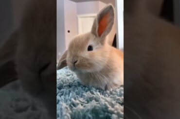 Cute Baby Rabbit #short #shorts #rabbit #bunny #animal #viralvideo #viral #pets #animals #cute #baby