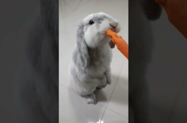 Rabbit Eating Carrot | Cute Rabbit Eating Carrot #shorts