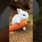cute rabbit video #short