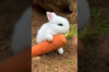 cute rabbit video #short