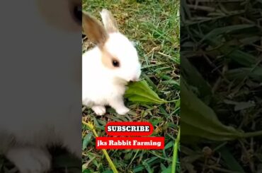 Cute rabbit baby videos #short  #viral  #viralshots