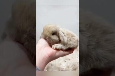 cute baby bunny