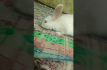 My little cute bunny baby #bunny #shortsvideo