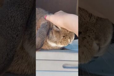 Cute bunny!