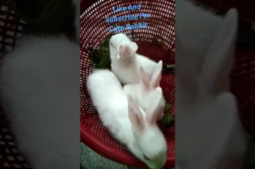 Cute Baby Rabbit Eating