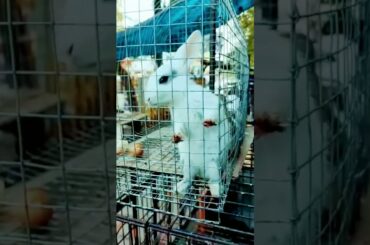 Cute baby rabbit#shorts #viral #youtubeshorts #youtube