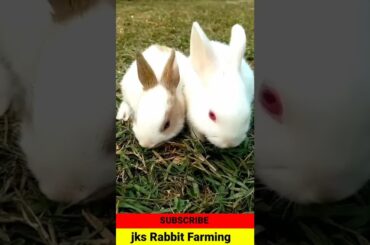 Cute rabbit baby videos #short  #viral  #viralshots #youtubeshort