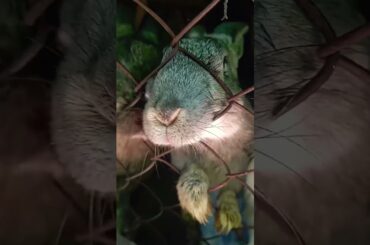 Cute bunny noses! #shorts