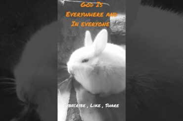 God Is Everywhere and In Everyone #babybunny #aatmarama #khargosh #godiseverywhere #cute #babybunny