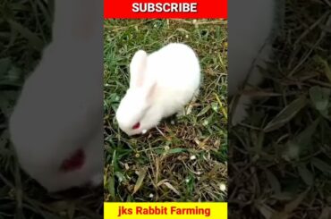 Cute rabbit baby videos #short  #viral  #viralshots #youtubeshort