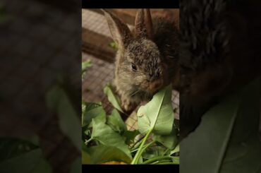 Good vegetable for cute baby rabbit #shortsfeed #shorts