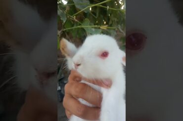 cute cute baby rabbit #shorts #funniest #viral #bunnevideo