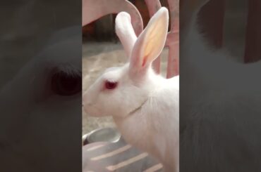 cute rabbit