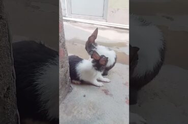 Cute baby bunny playing