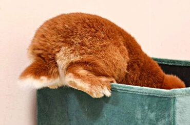 Bunnies being cute - Funny and Cute Baby Bunny Rabbit - Cute Baby animals #3