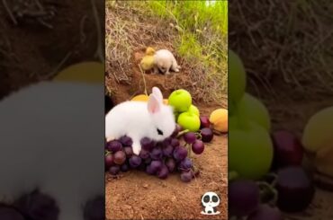 Cute rabbit & duck | #cute #funny #animals #yshorts #babies #rabbit #duck