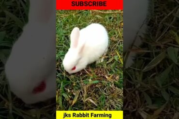 Cute rabbit baby videos #short  #viral  #viralshots #youtubeshort