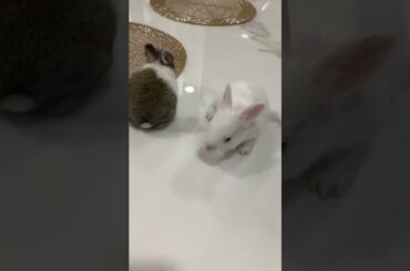 Can you bond two baby rabbits?#rabbit #bunny#2022#cutest#baby#beautifulbunny