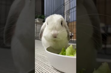 Cute Bunny Chewing in Slow Motion