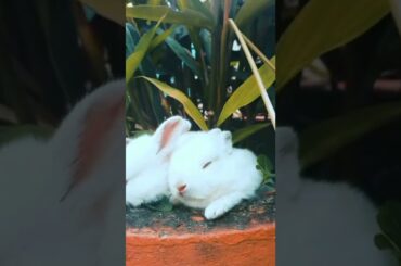 Cute Rabbit#shorts