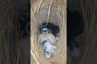Cute Baby Bunny #shorts #youtubeshorts #cutebunny #cute