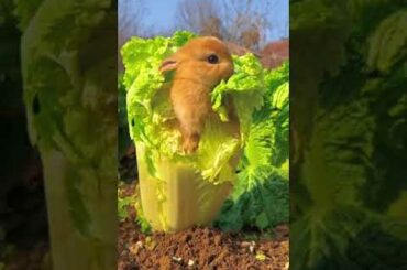 Cute Rabbit funny video #cute baby animal