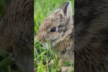 cute rabbit
