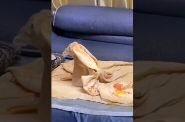 Funny and Cute Baby Bunny Rabbit Videos