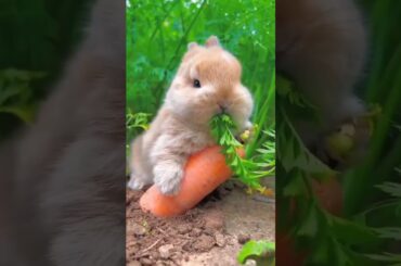 cute rabbit video short #short