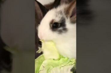 cute rabbit #shorts