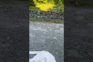 Cute bunny running through yard #shorts #nature #animals #cute