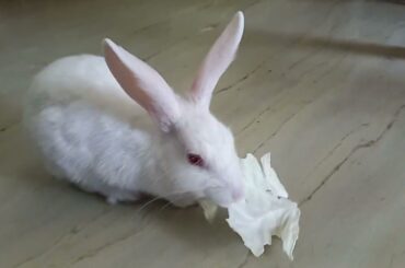 Our Cutest Baby Bunny Rabbit Compilation EVER