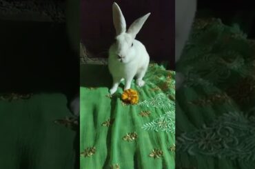 cute bunny eating flower with joy#shorts