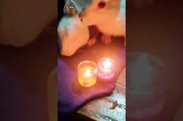 cute rabbit video