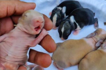 Little Baby Bunny Screaming - cutest rabbit sounds